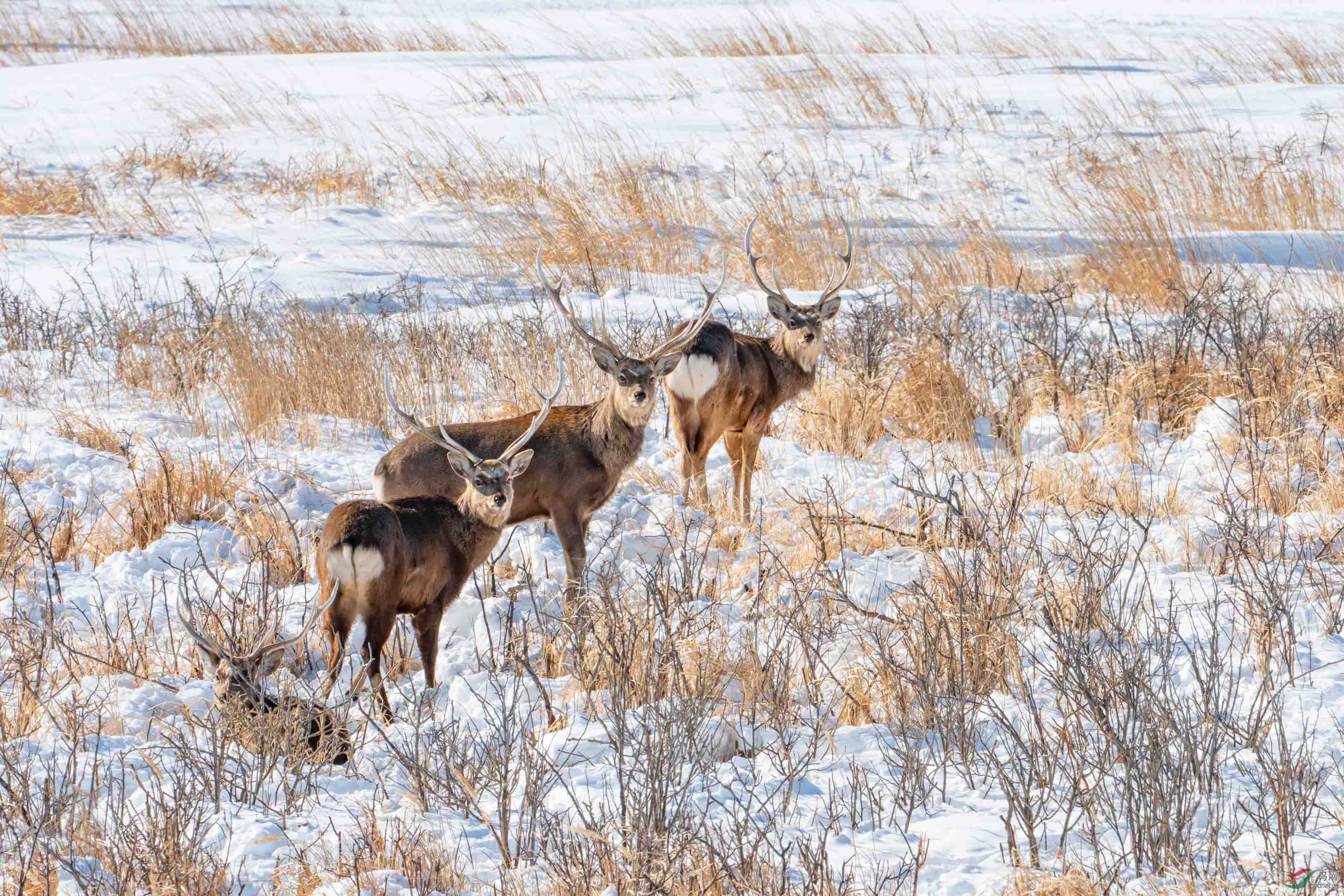 傻傻的(祝贺荣获首页动物精华)