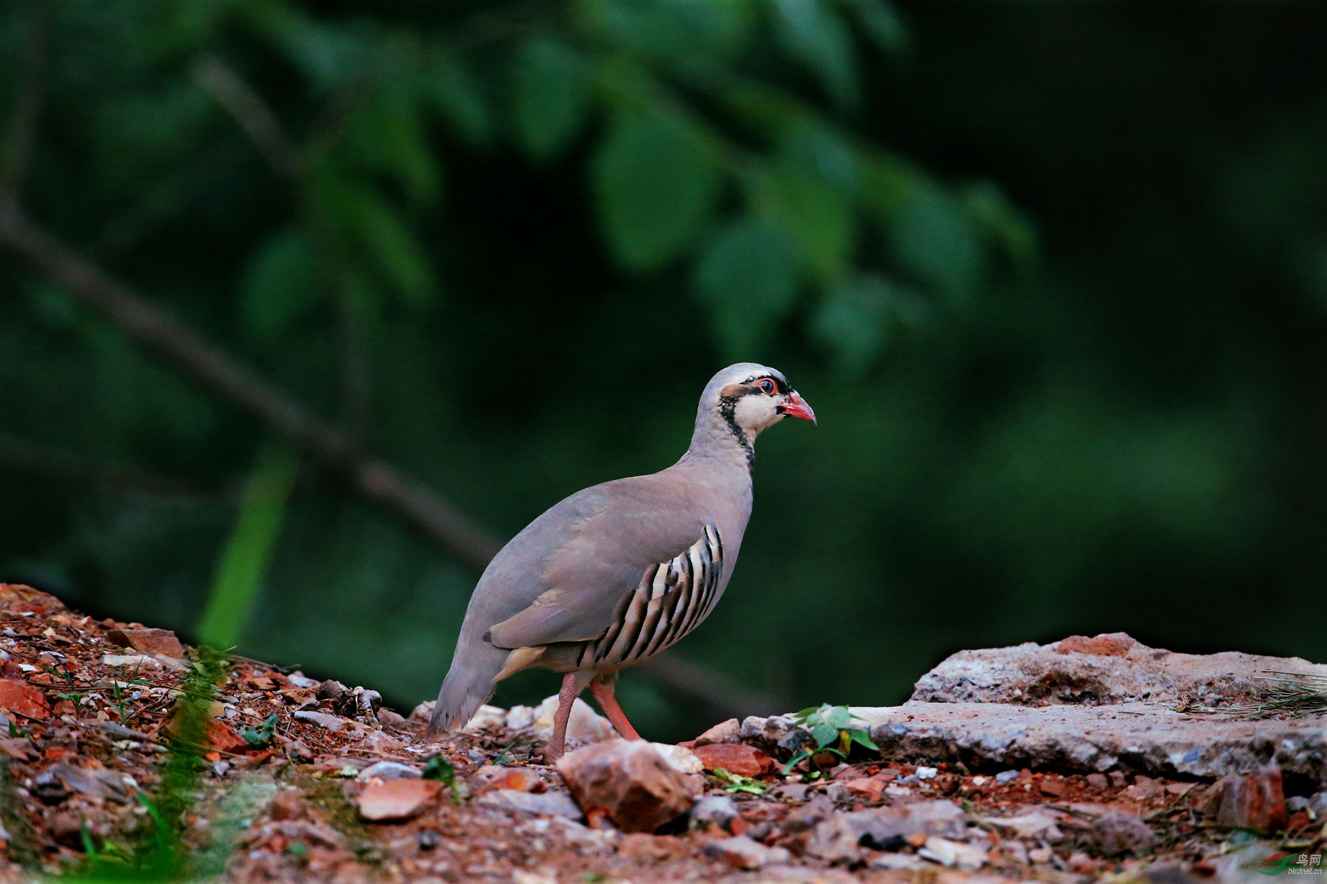 边走边思 - 四川版 sichuan 鸟网
