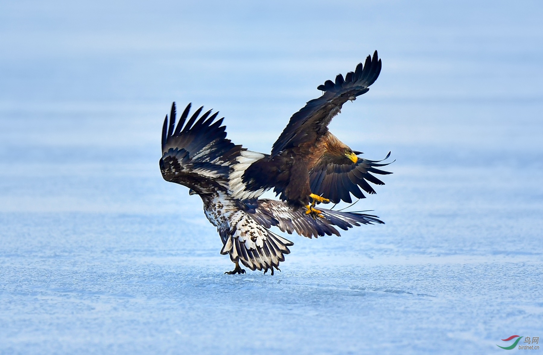 躲过利爪的小花雕 - 猛禽版 鸟网