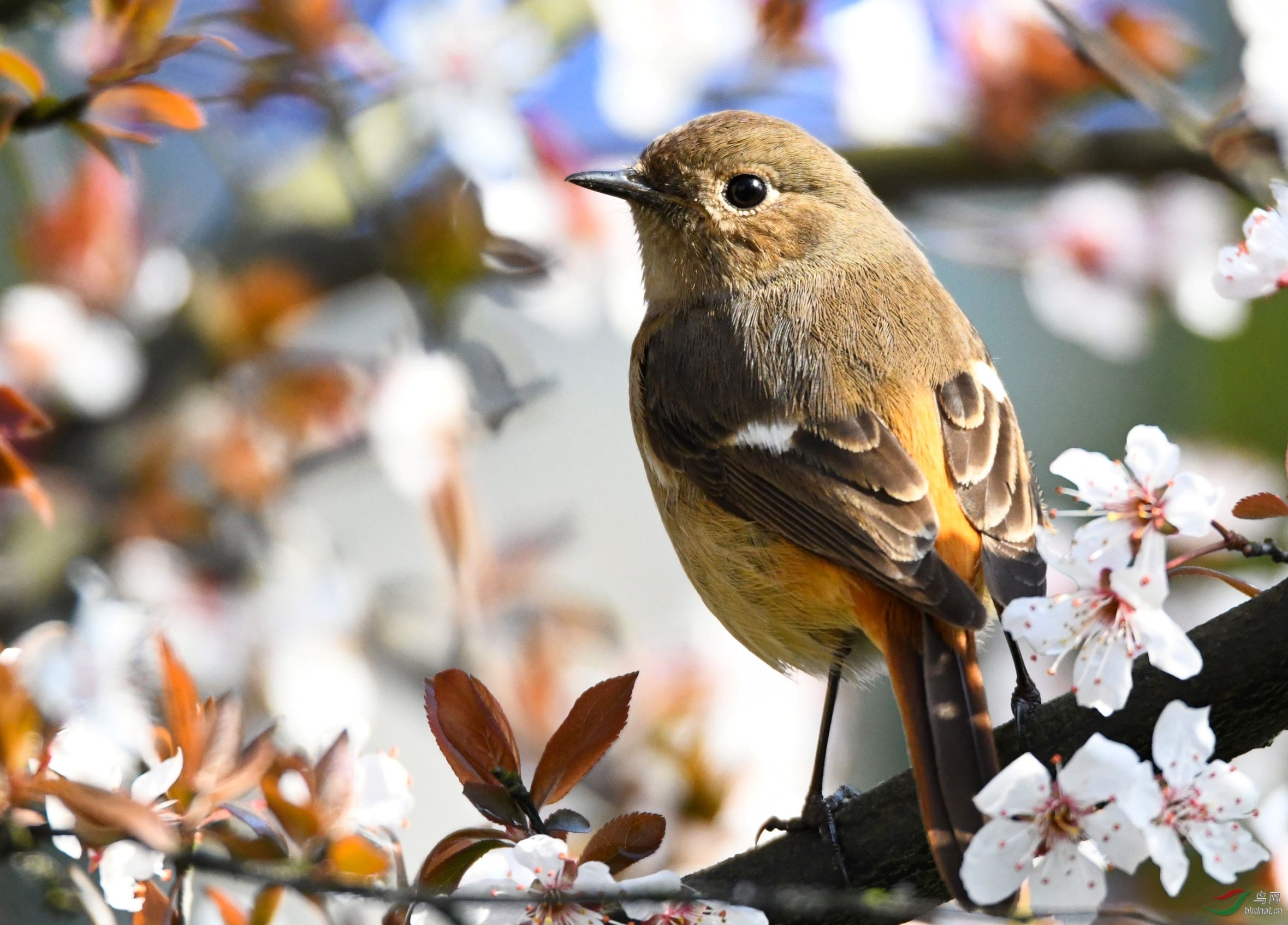 喜欢拍鸟的我从不怕孤单,因为我有鸟儿相伴,不管身处何地,只要看到