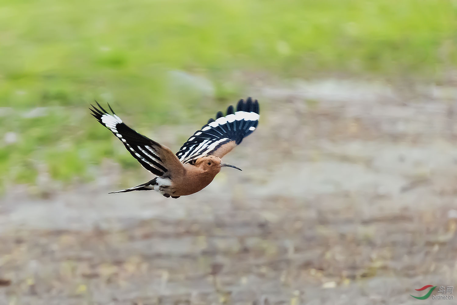 DSC_8206-2.jpg