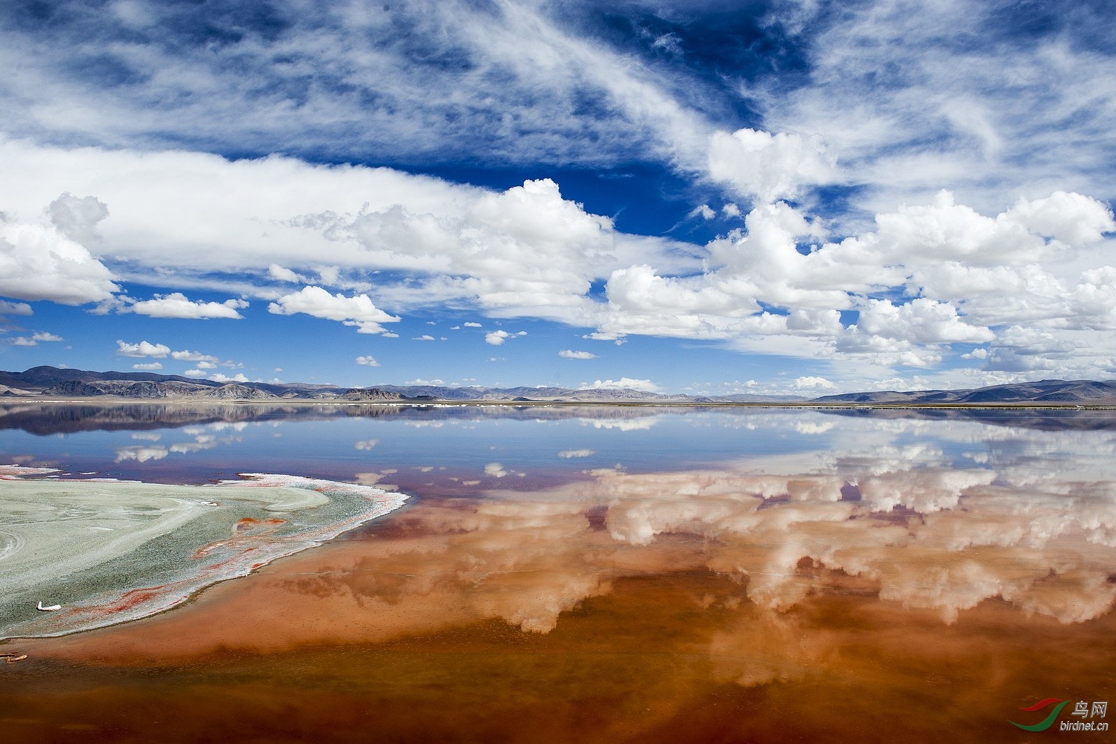 阿里扎布耶茶卡盐湖 - 尼康专栏 鸟网