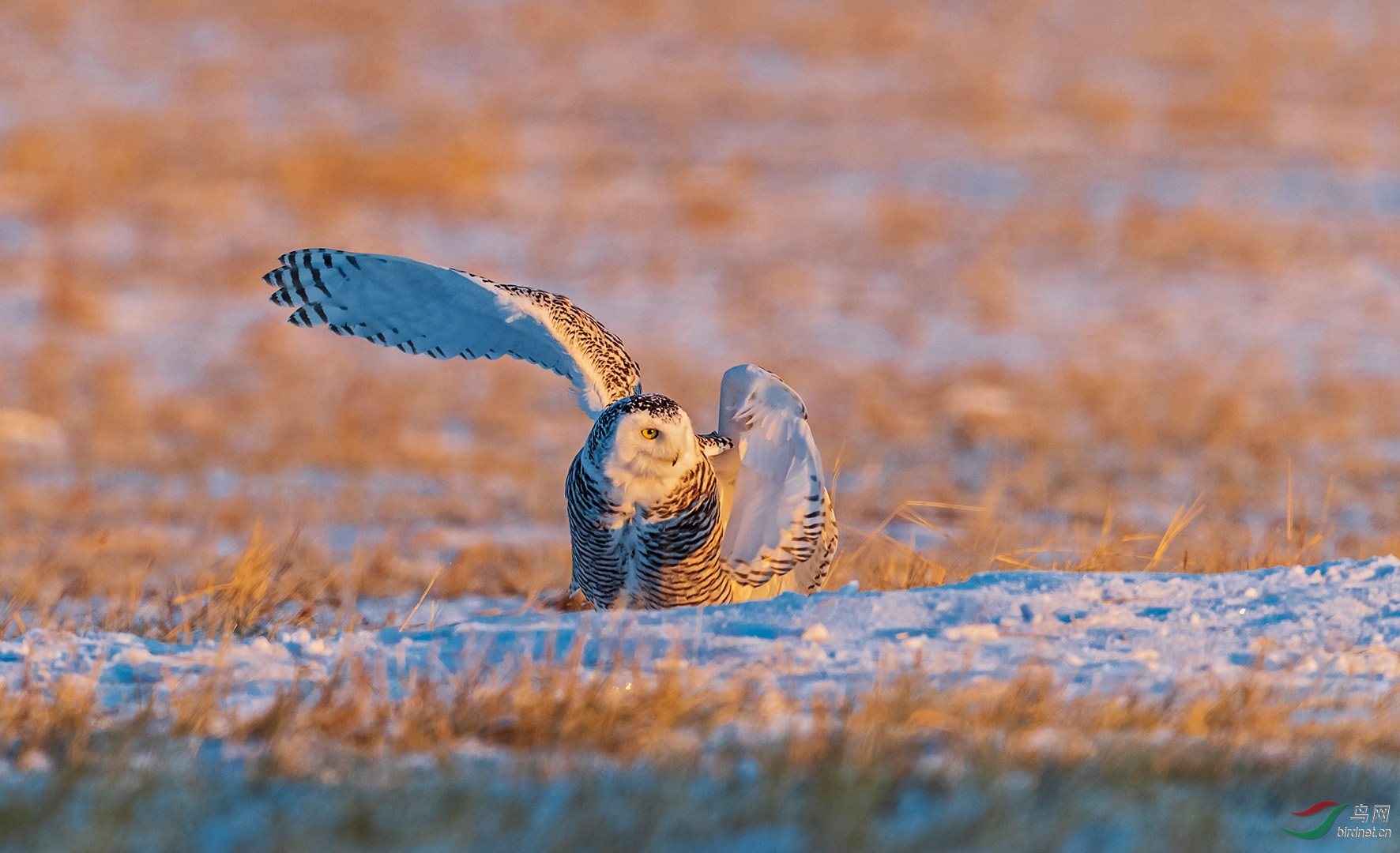 雪鸮- 青海版 qinghai 鸟网