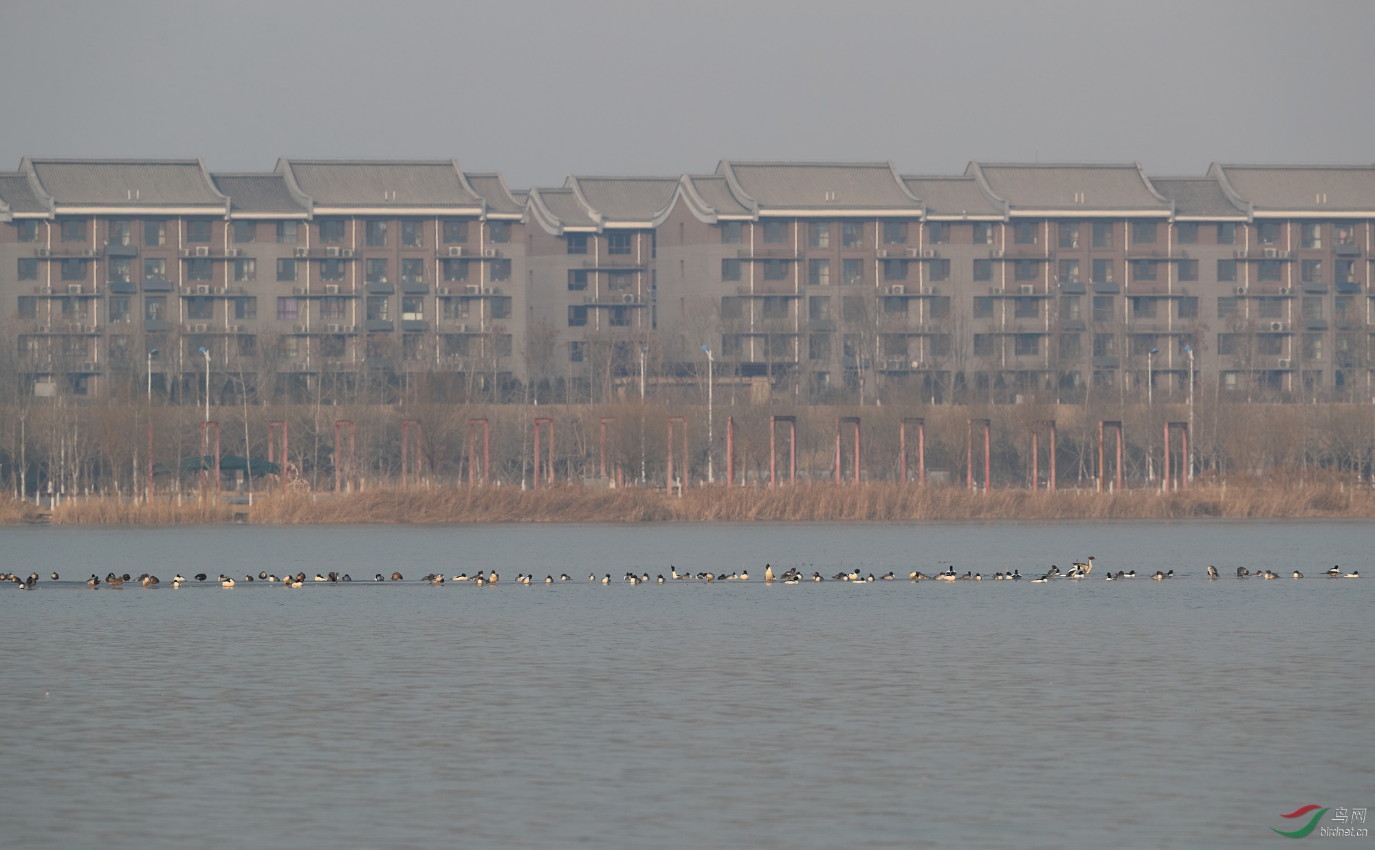 一字长蛇阵——普通秋沙鸭