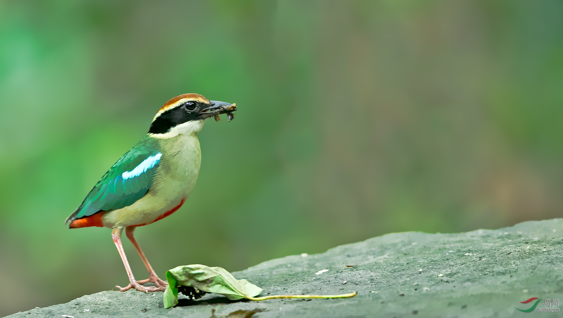山里的仙八色鸫