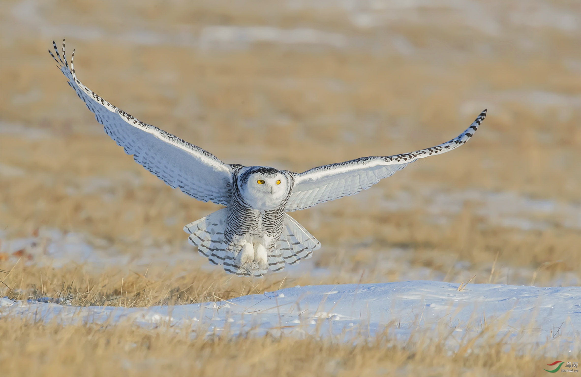 雪鸮祝贺首页精华