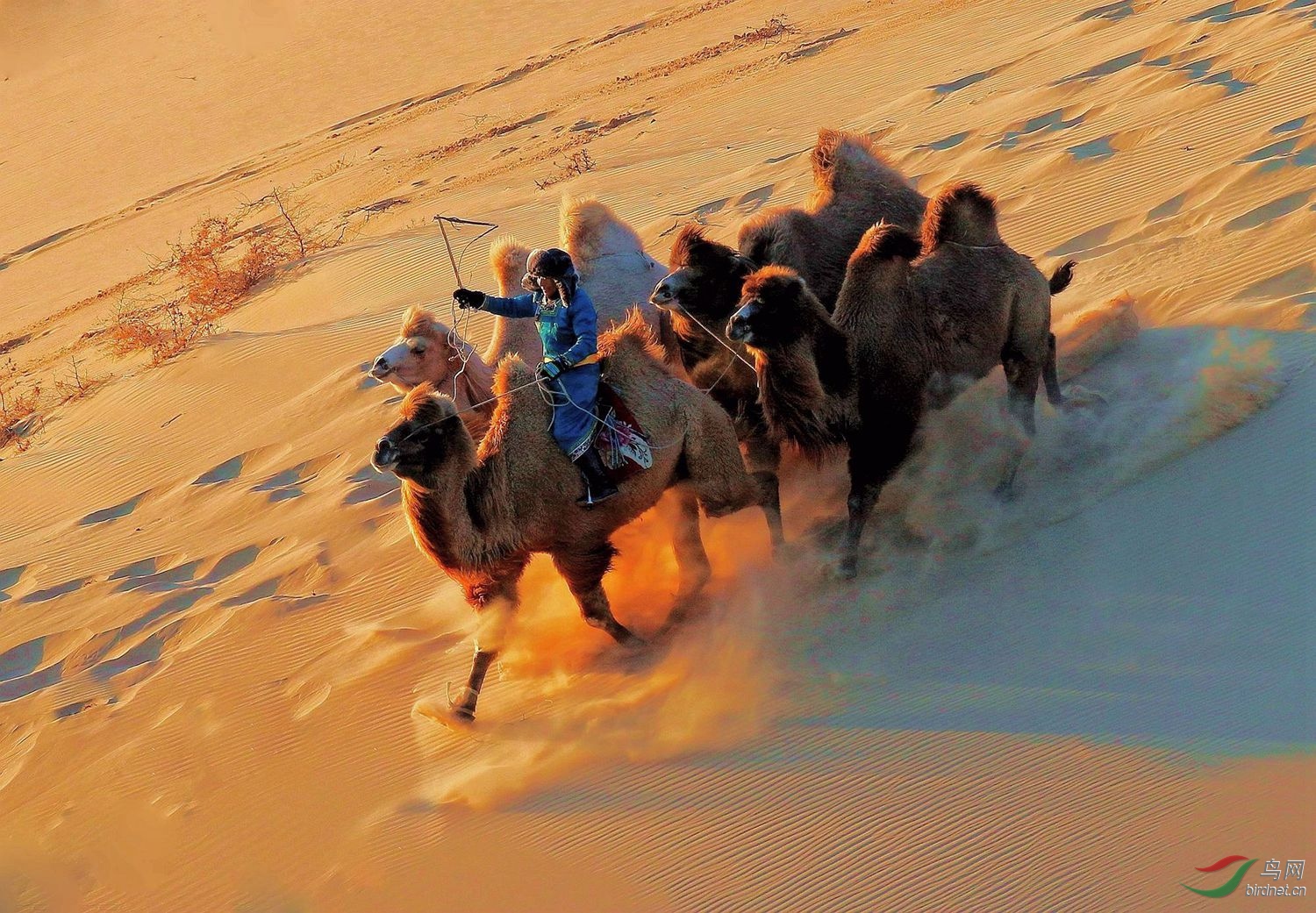 骆驼冲沙(祝贺荣获首页综合精华)