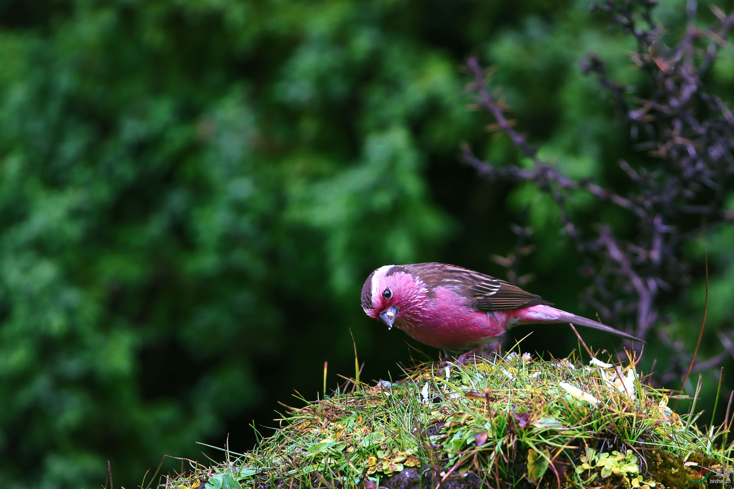 甲根坝的白眉朱雀 - 四川版 sichuan 鸟网