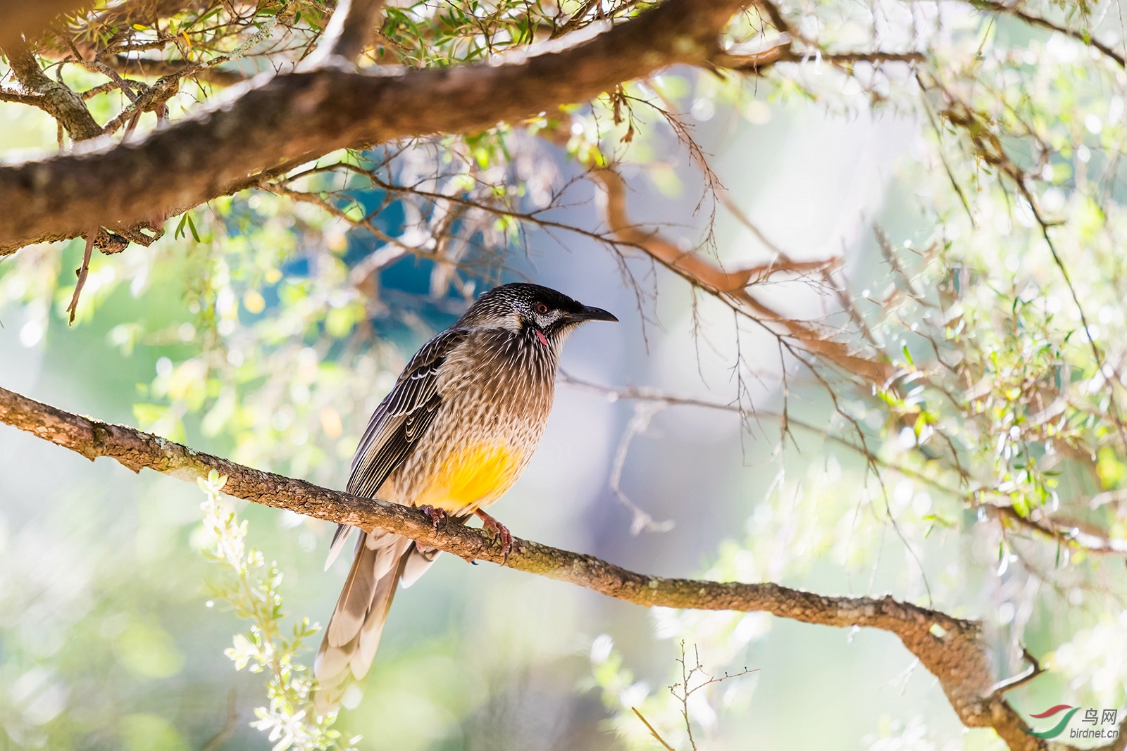 红垂蜜鸟 - 尼康专栏 鸟网