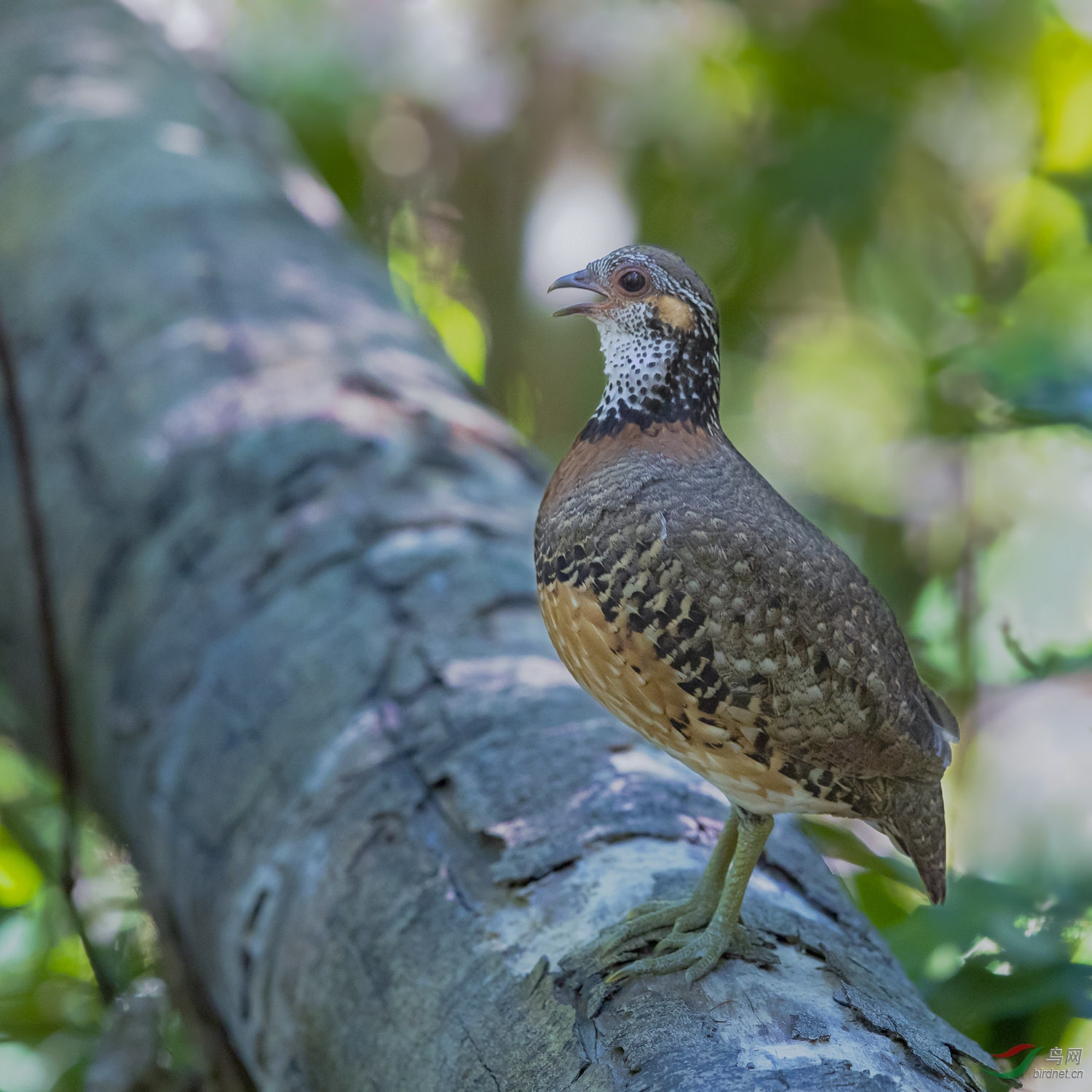 NL__0503-1.jpg