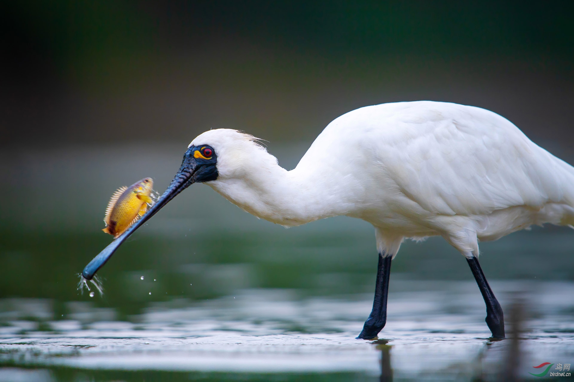 [鸟类] 《蹬鼻子上脸》---黑脸琵鹭