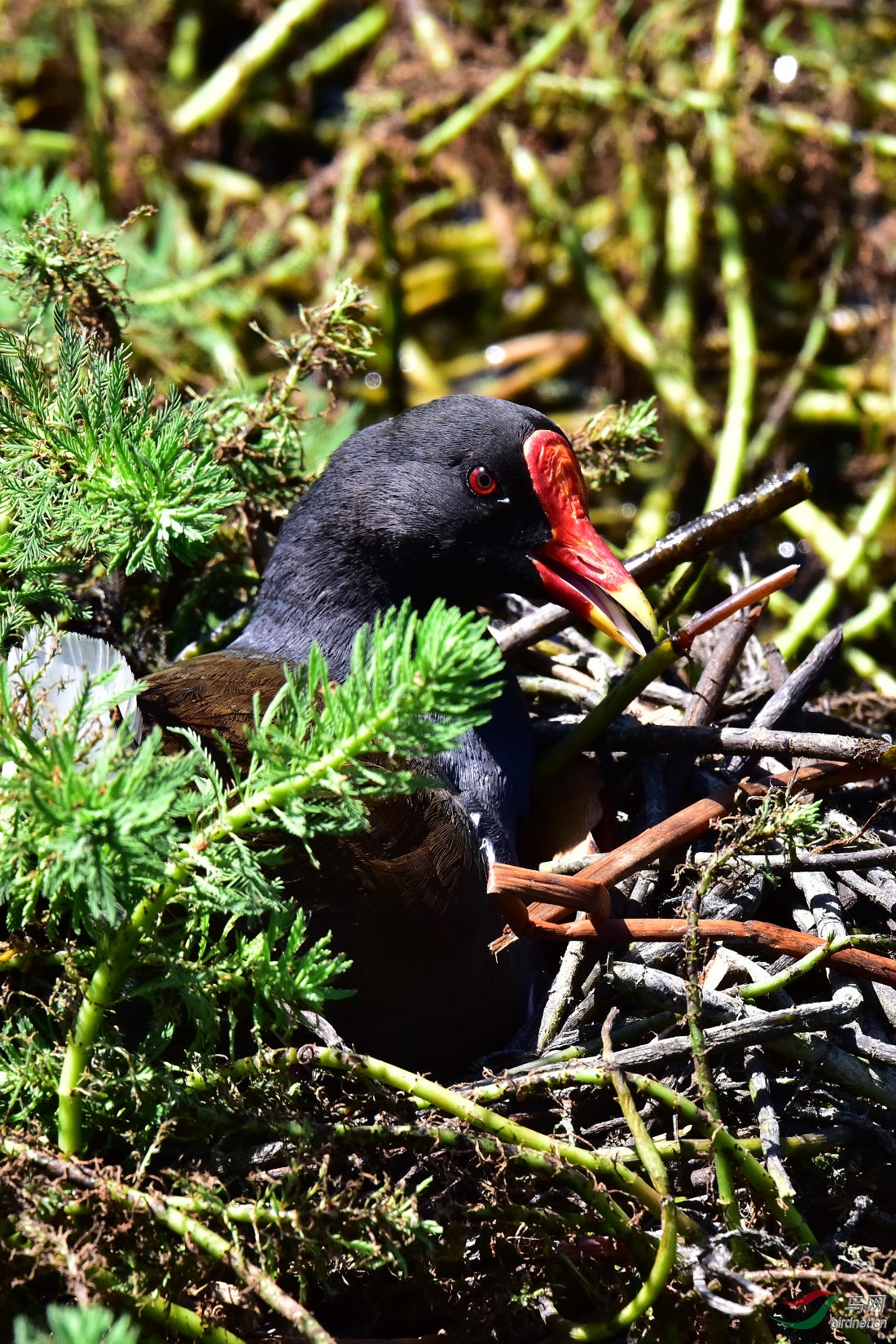 DSC_0516.JPG