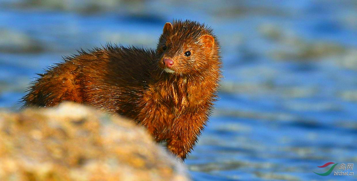 【北美水鼬】