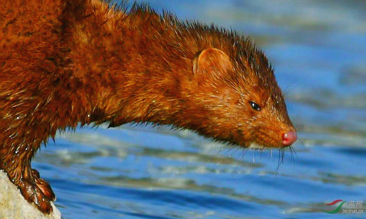 【北美水鼬】