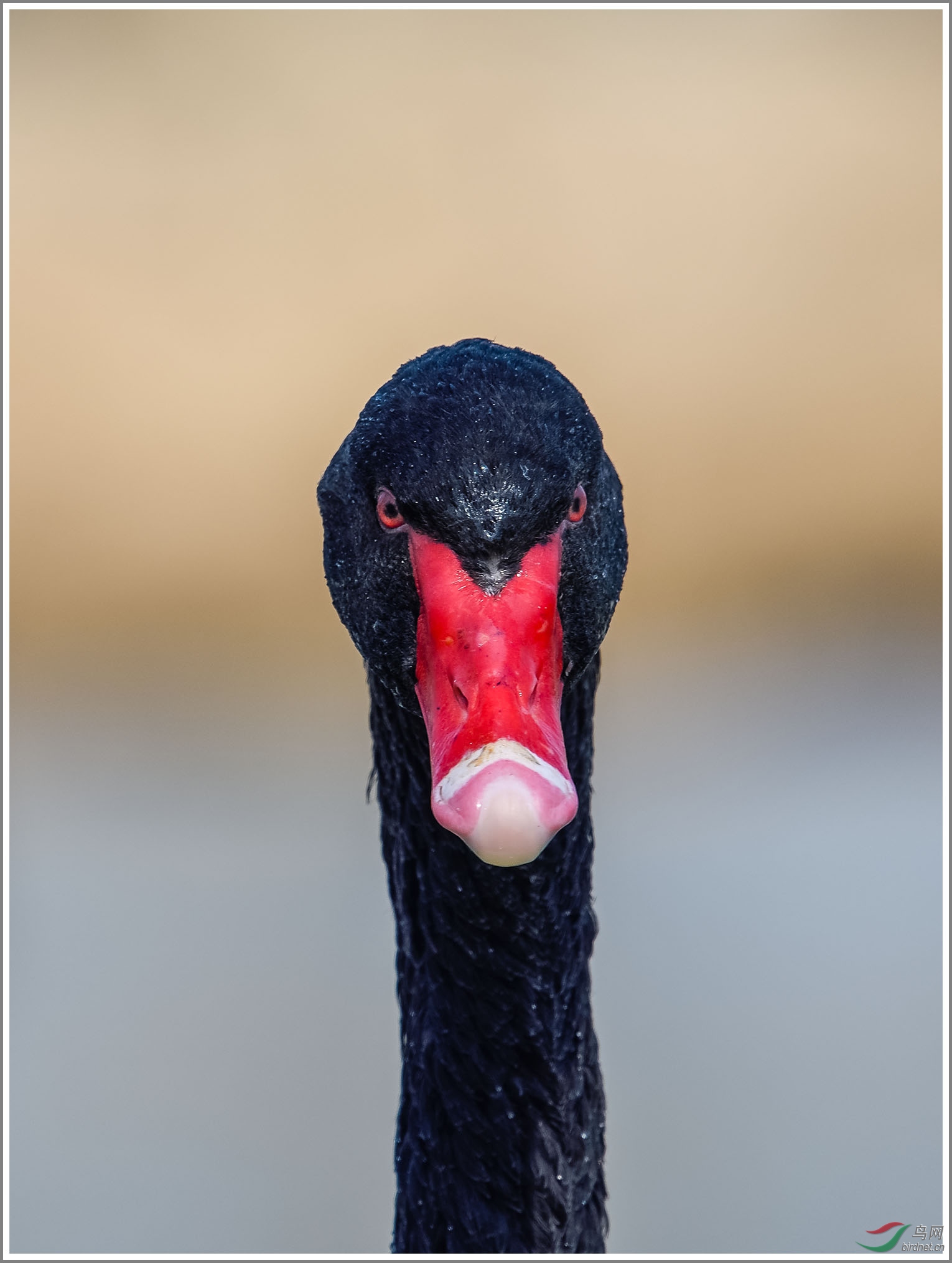 ��_XUX0588��Ϊ���ܶ���-1 2000.jpg