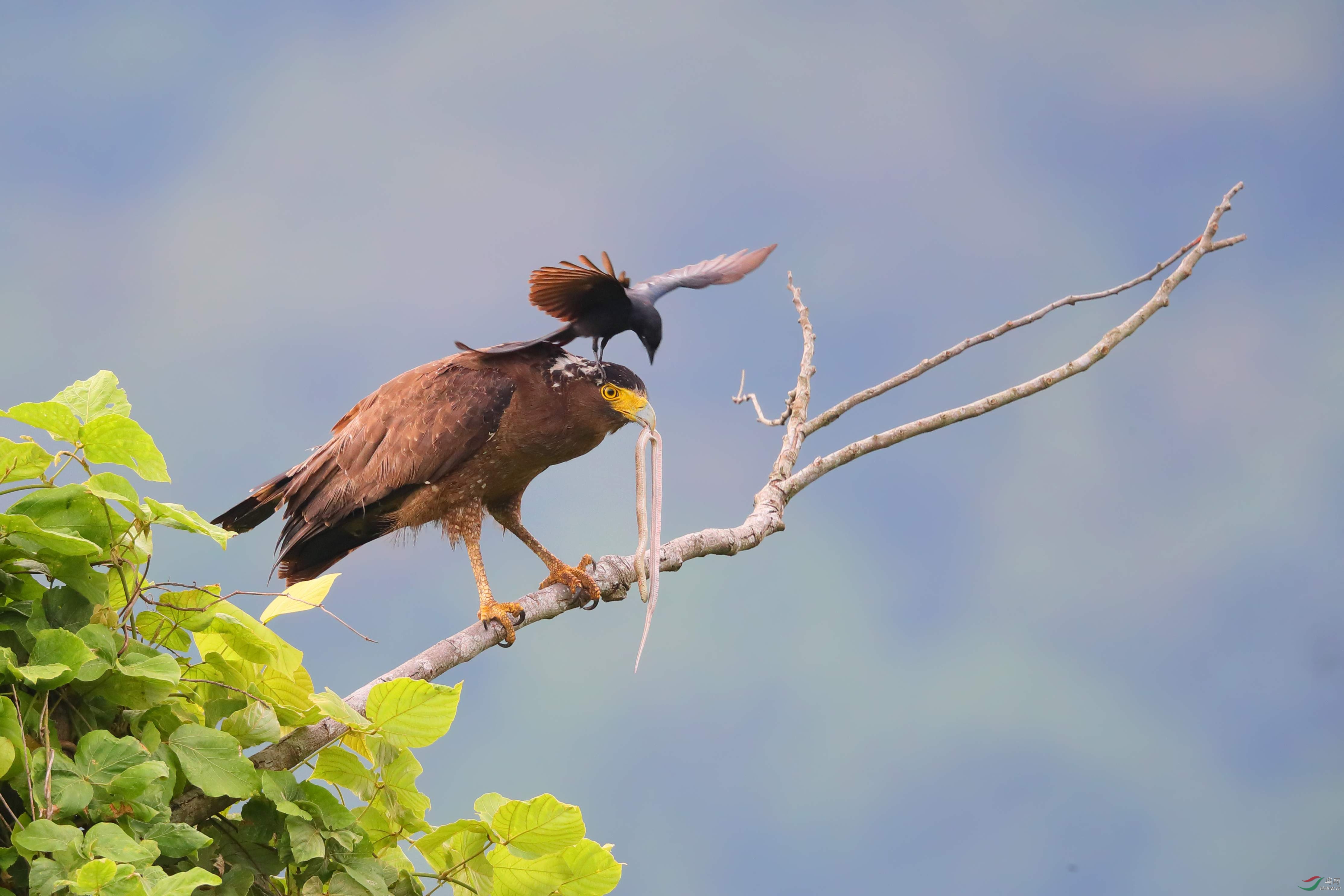 乌秋扑蛇雕祝贺荣获首页精华