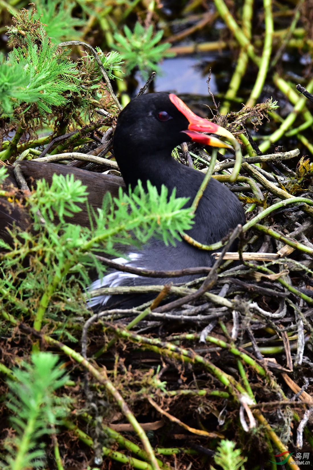 DSC_0524.JPG