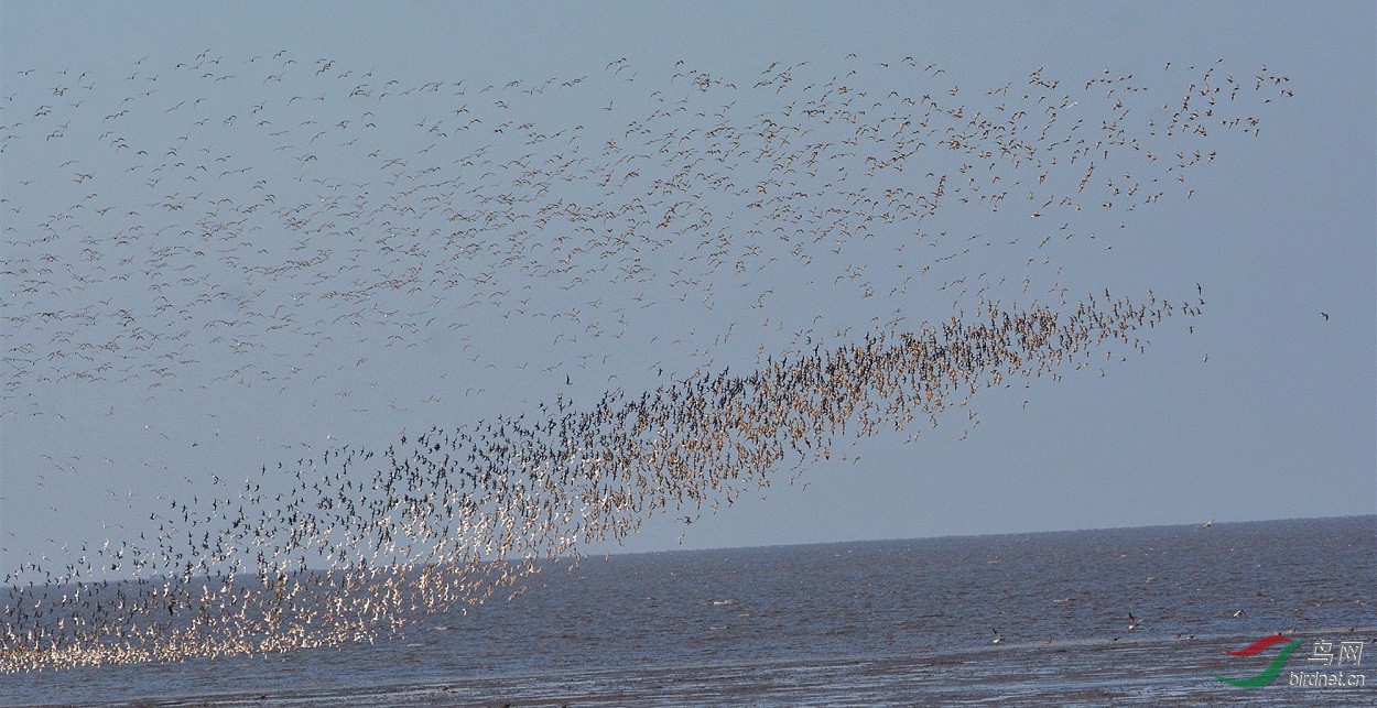2019春季东港的第一波鸟浪