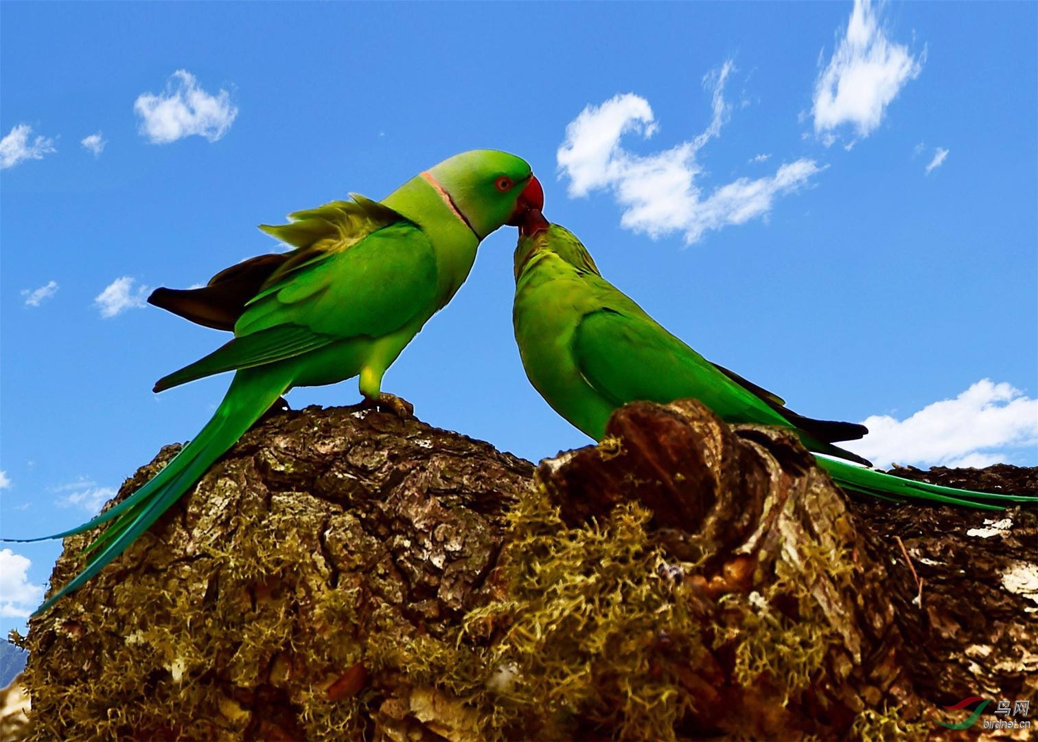 深情相吻, 爱意浓浓