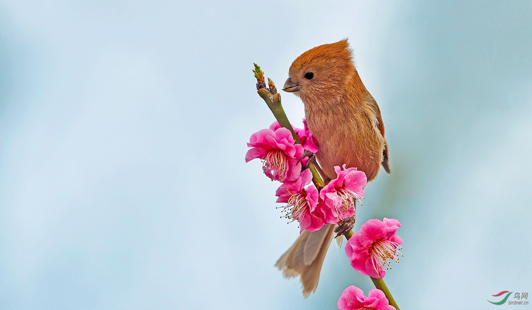 鸟与花