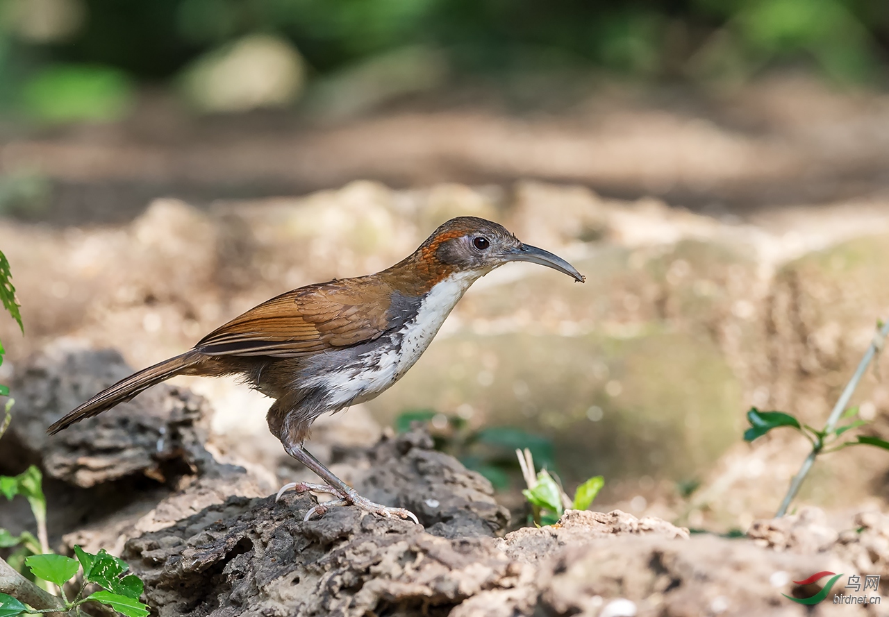 长嘴钩嘴鹛 - 上海版 shanghai 鸟网