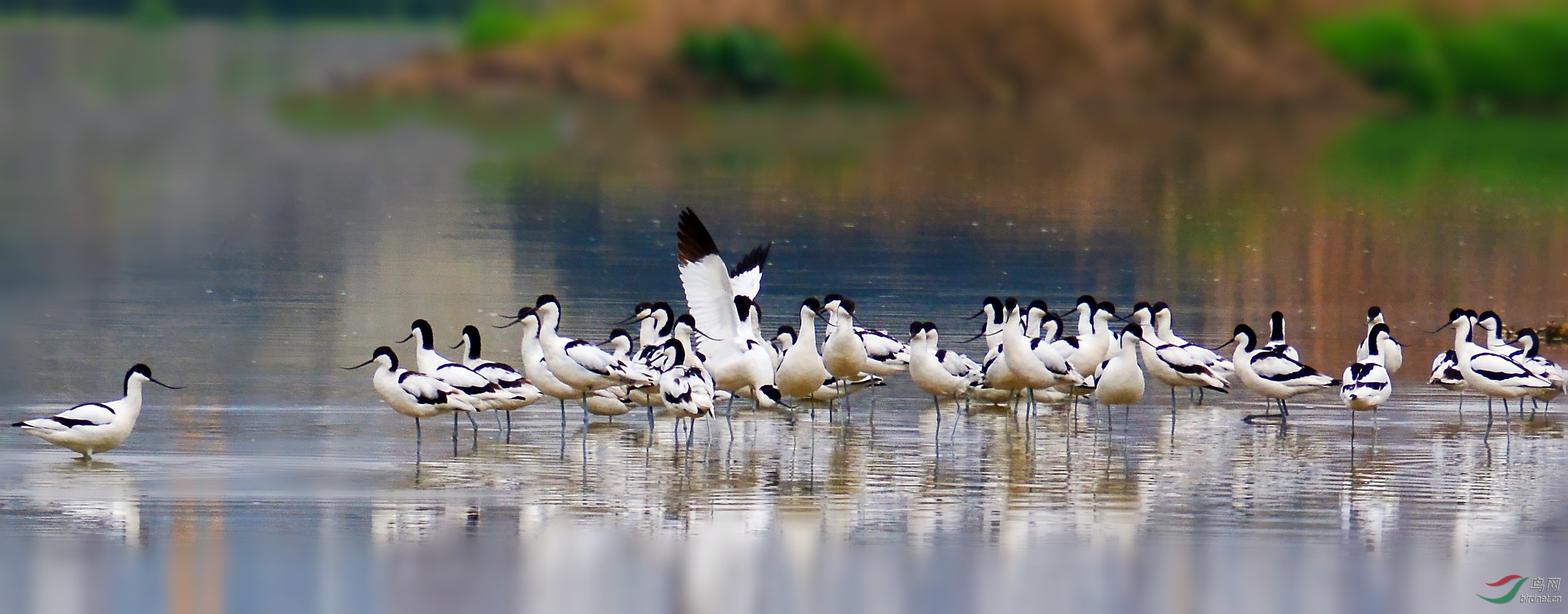 DSC_9264_conew1.jpg