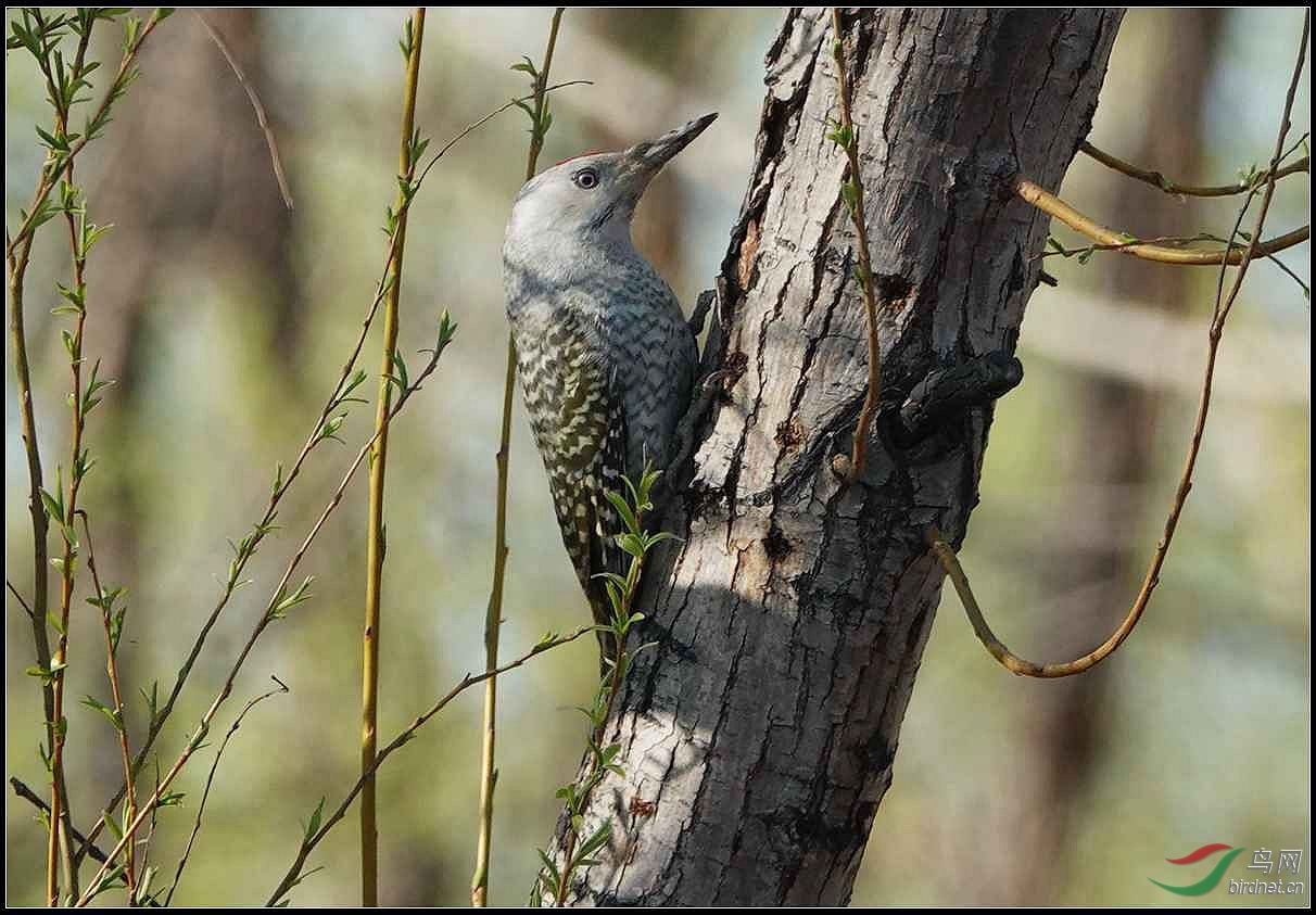 19-03-25 DSC062262.jpg