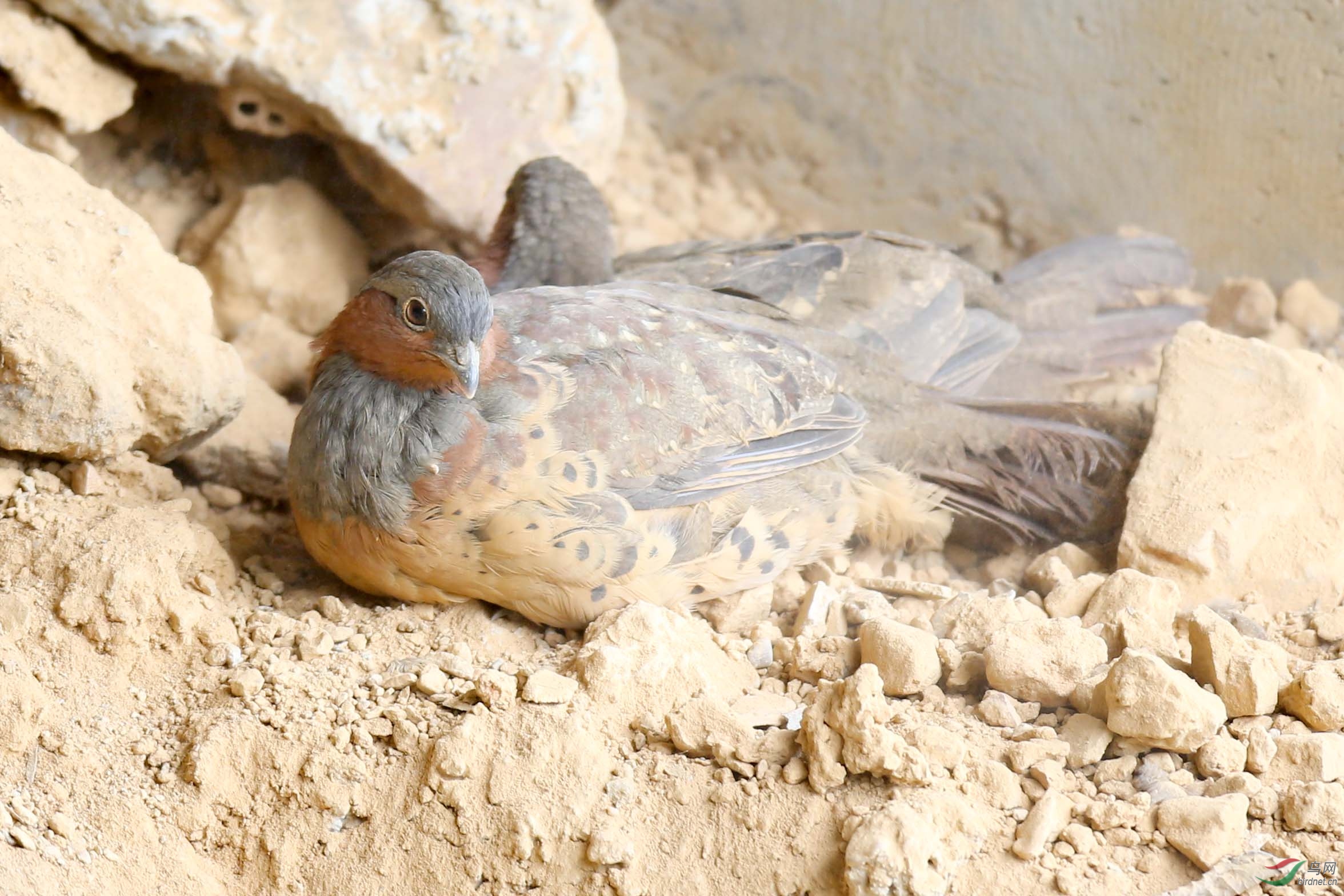 脏兮兮的灰胸竹鸡 - 云南版 yunnan 鸟网