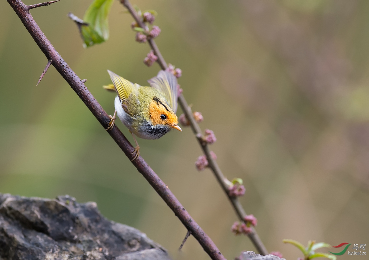 DSC_2642.jpg