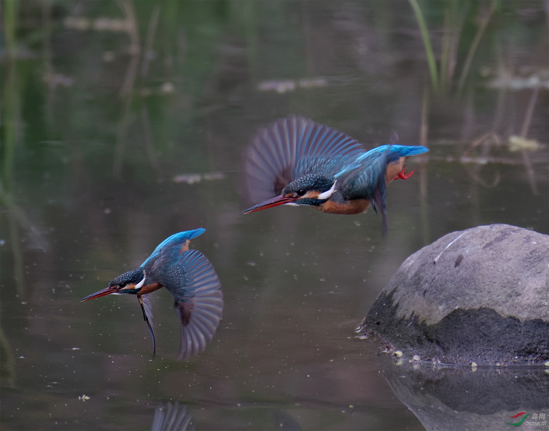 P1008646.jpg