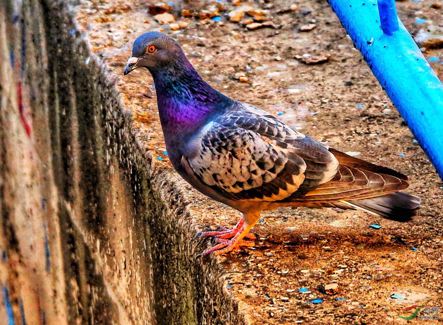 岗南水库之野生鸽子!