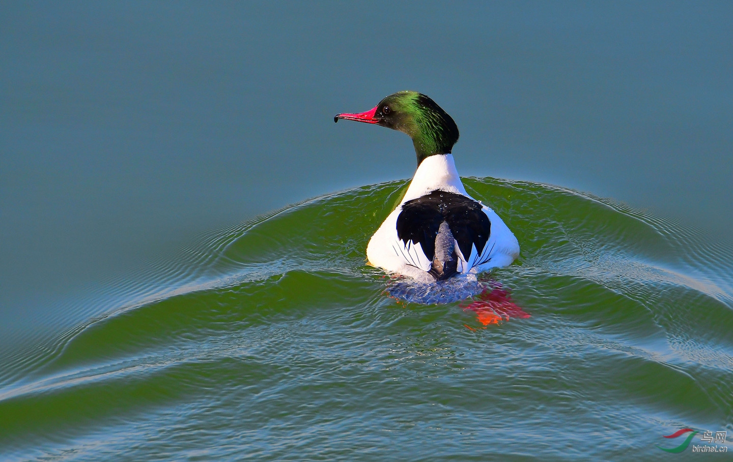 普通秋沙鸭(雄鸭)