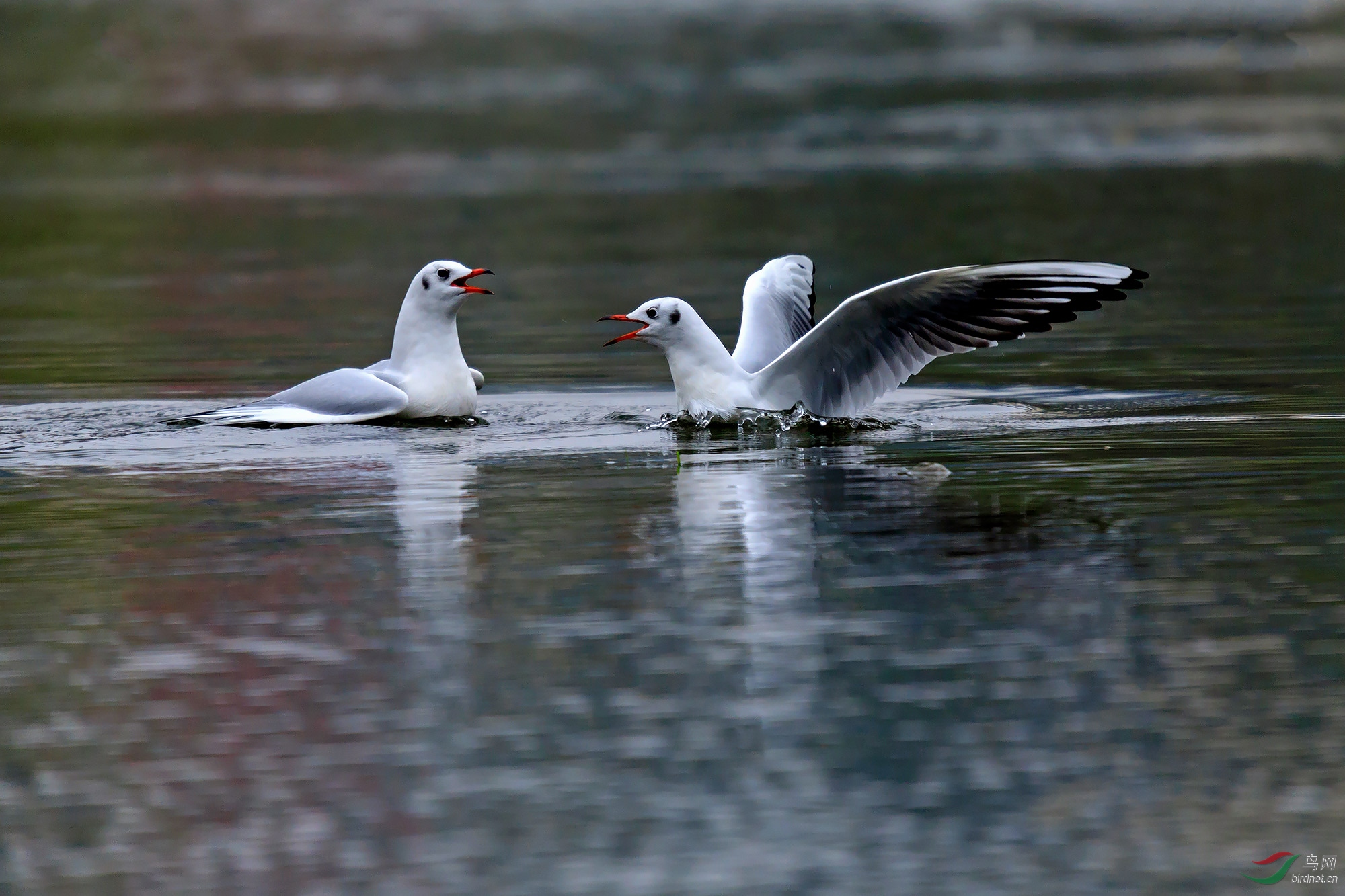 _86A2646����1.jpg