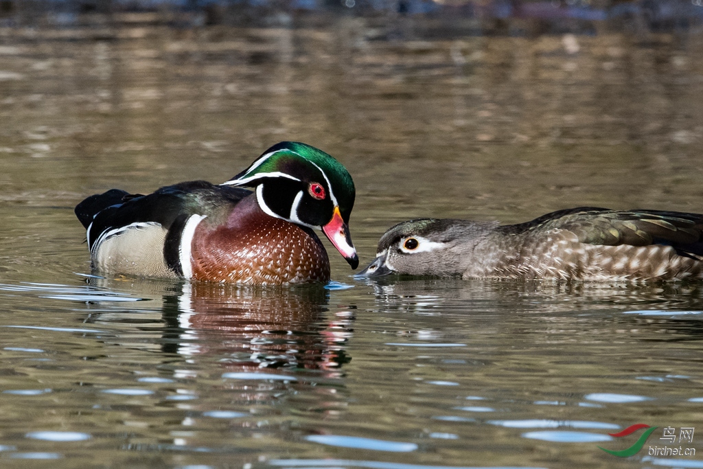 woodduck1.jpg