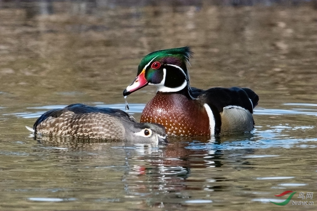 woodduck5.jpg