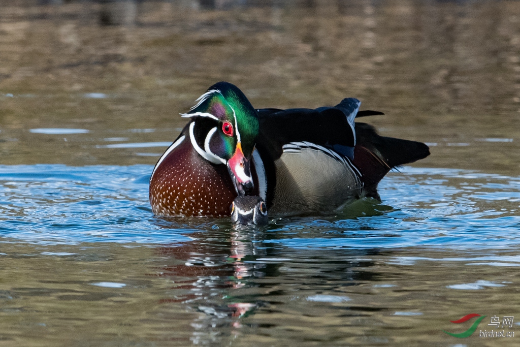 woodduck7.jpg