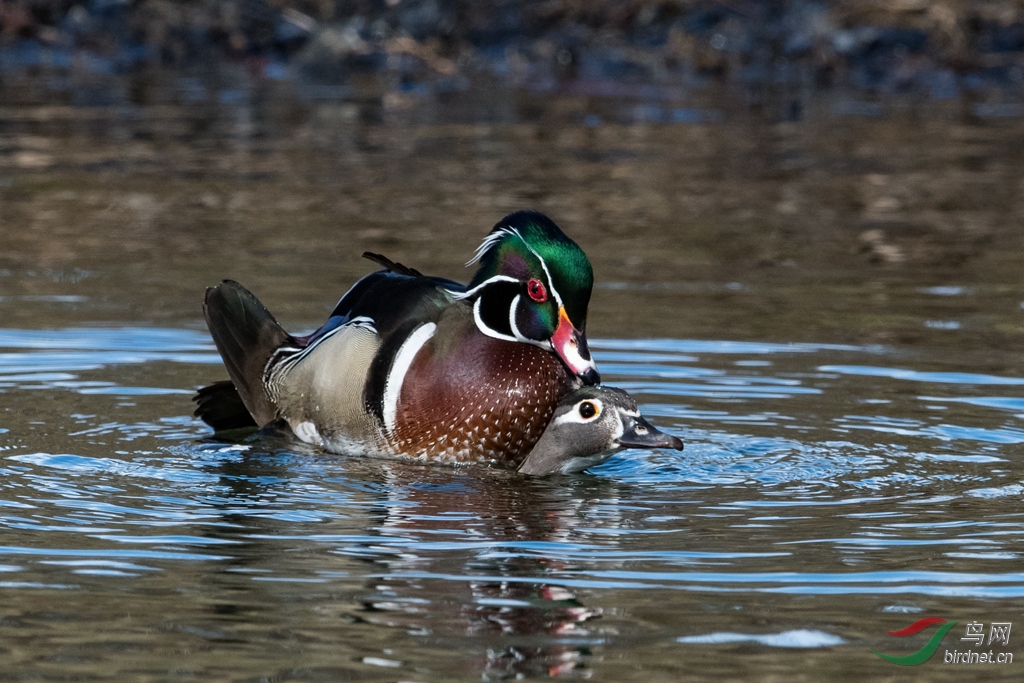 woodduck8.jpg