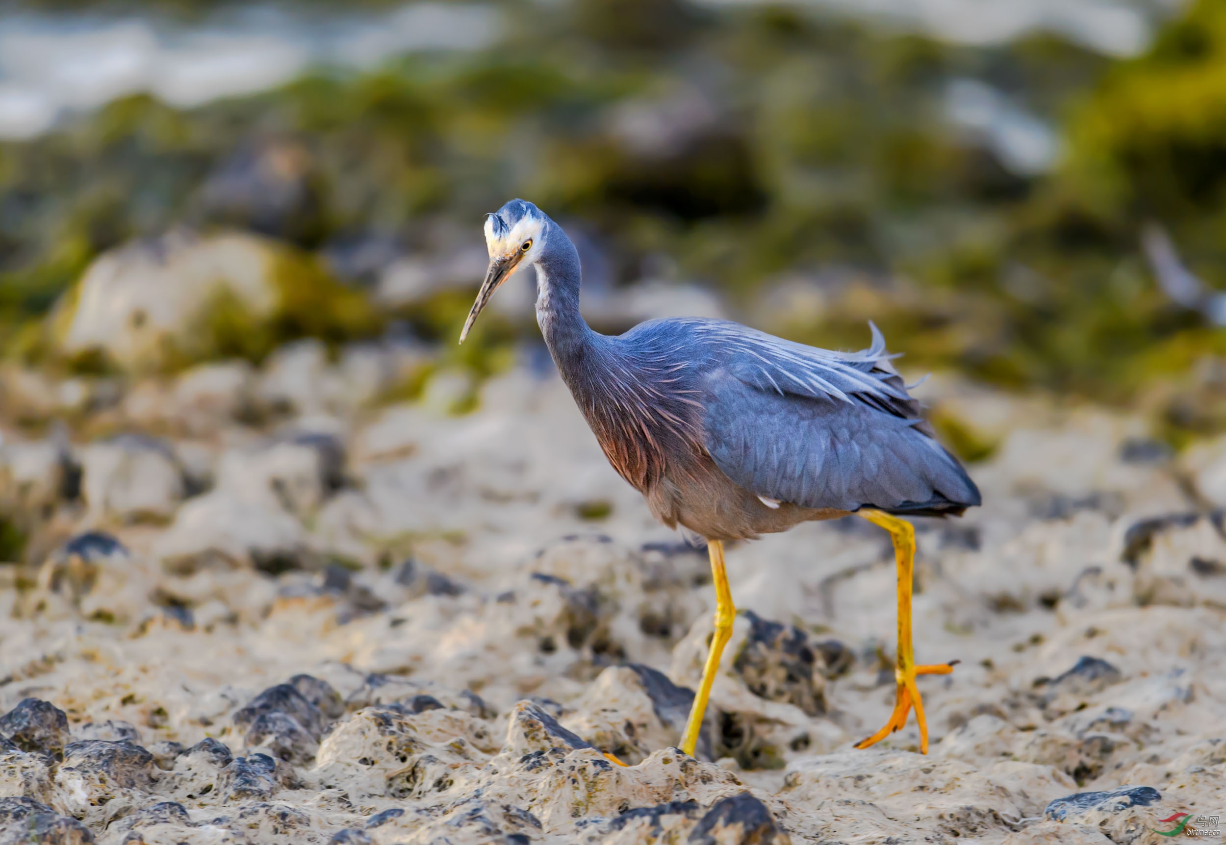 白脸鹭摄于新西兰陶波湖