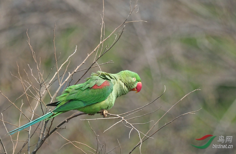 DSC20190326052.jpg
