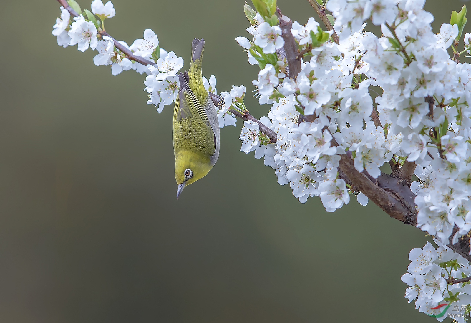 倒挂金钩(绣眼鸟(梨花))