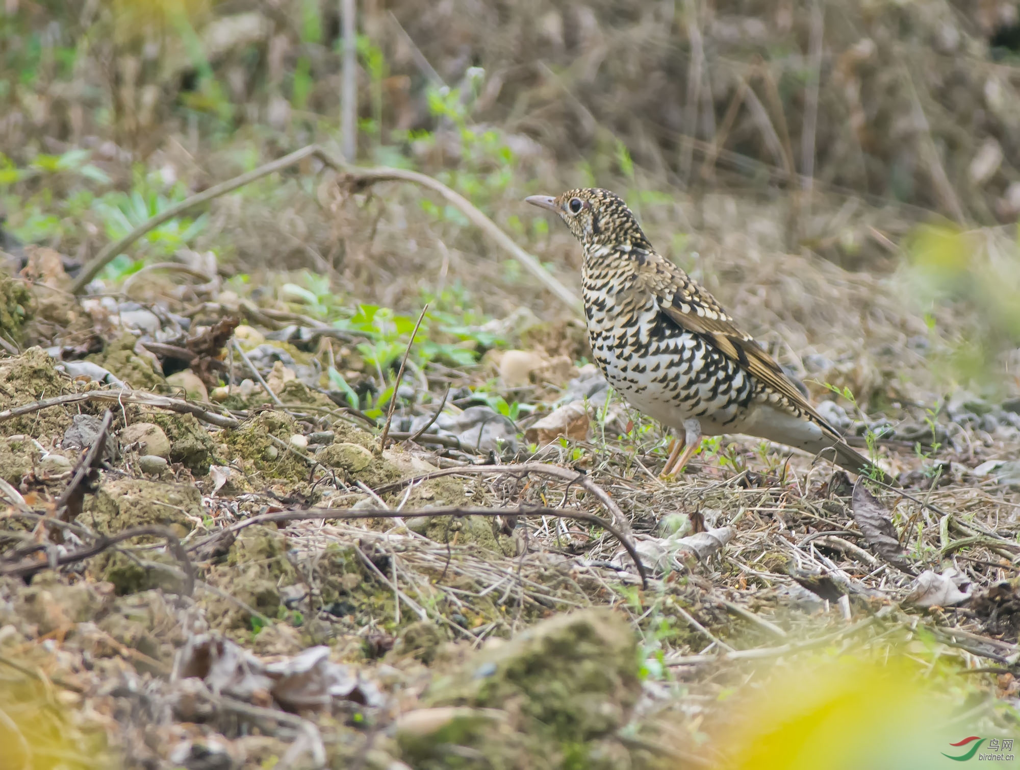 ���ߵ�� ��������