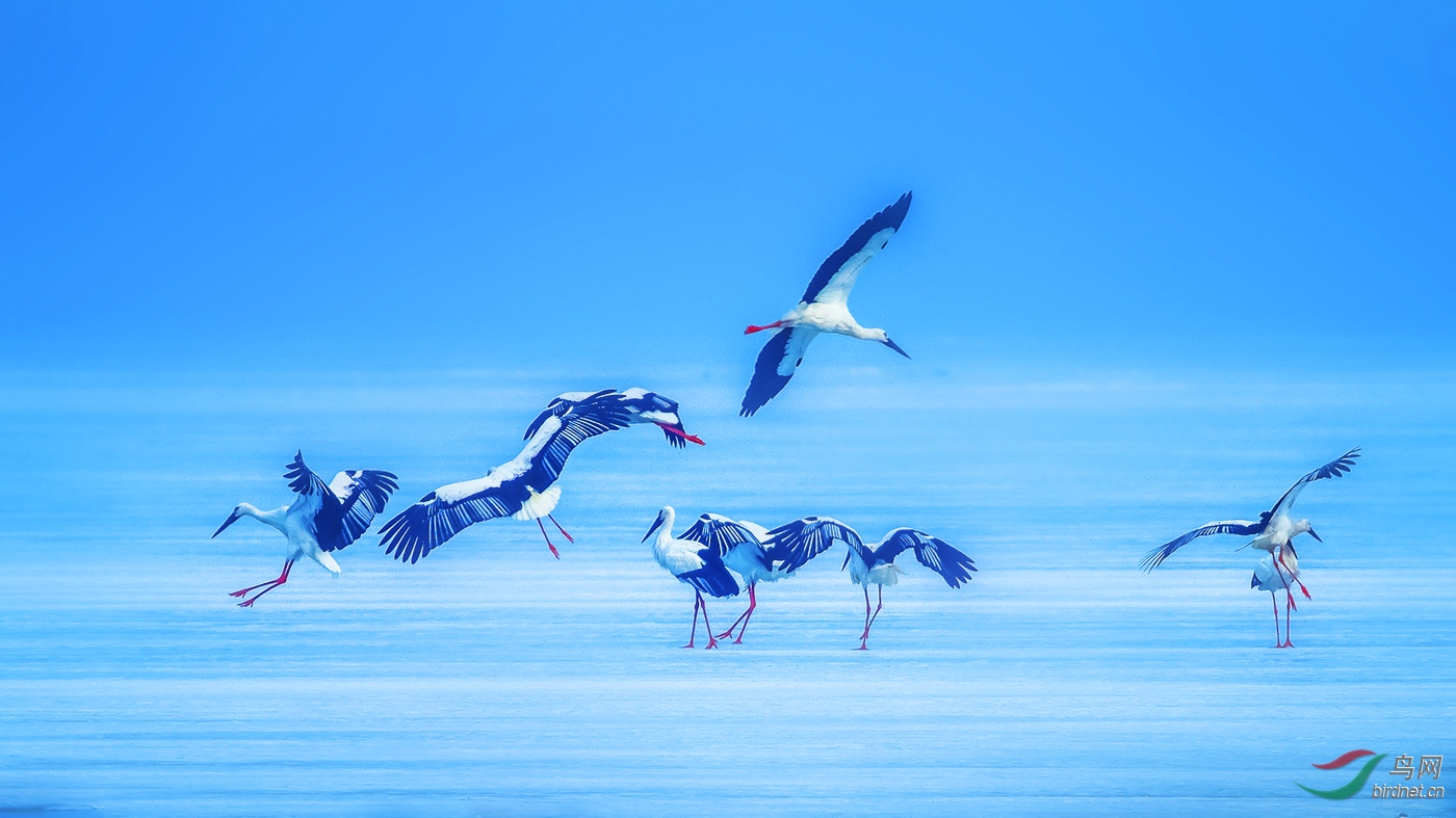 青海版 qinghai 鸟网