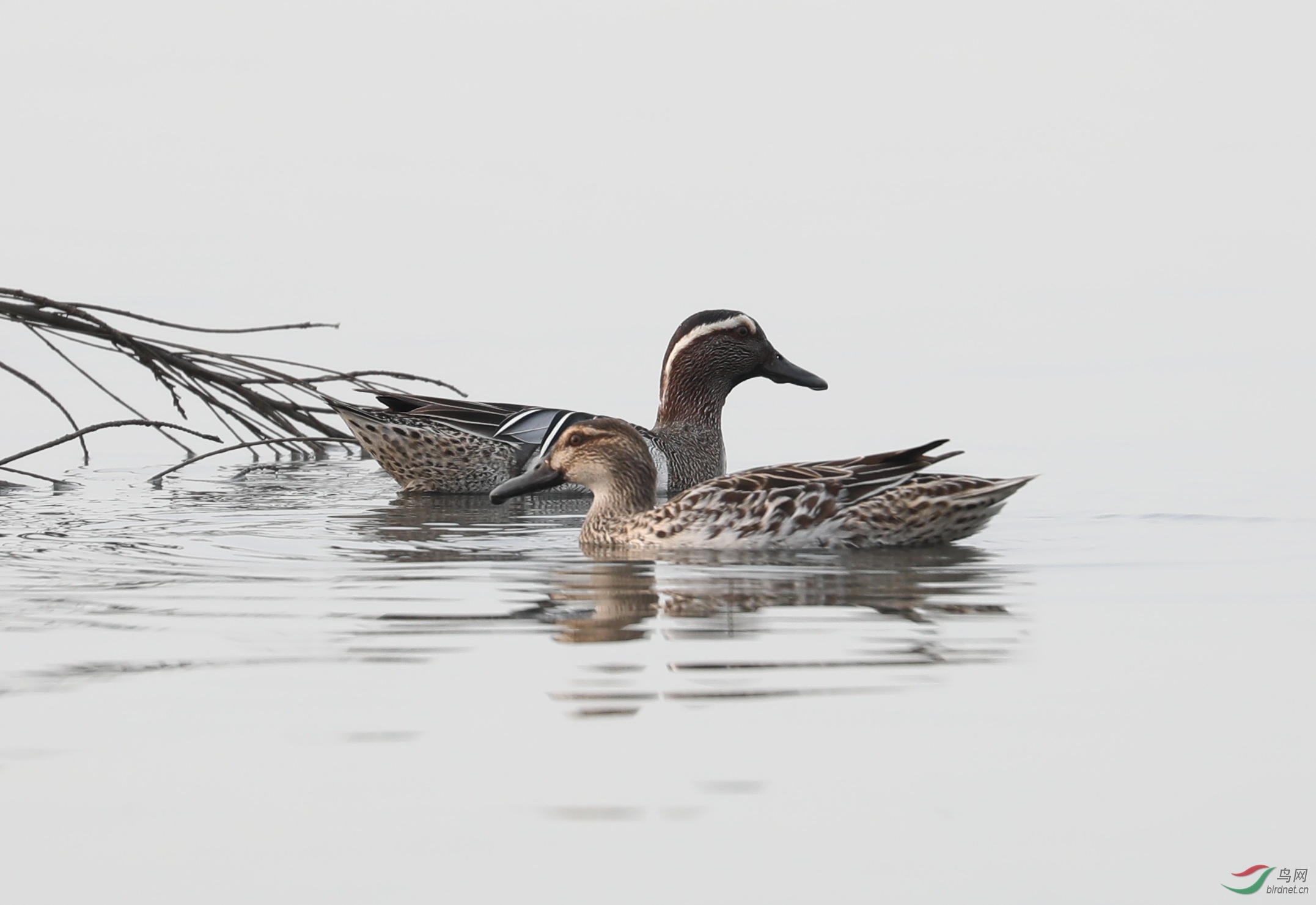 首次拍到白眉鸭!