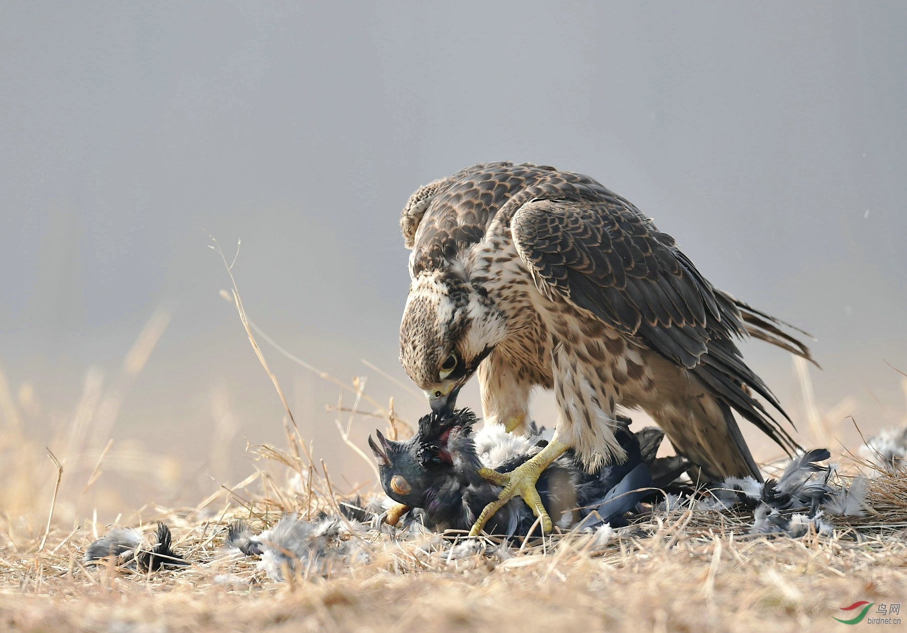 游隼吃鸽子