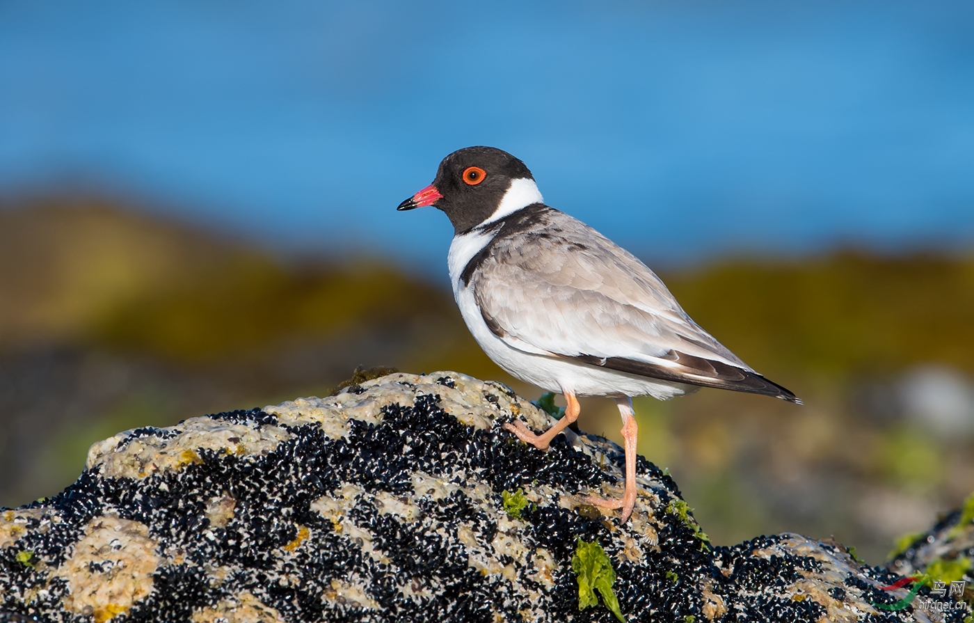 登高望远黑头鸻(荣获首页精华)