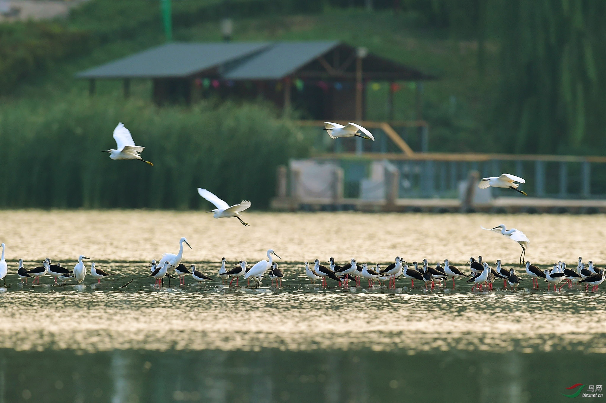 DSC_1392fb.jpg