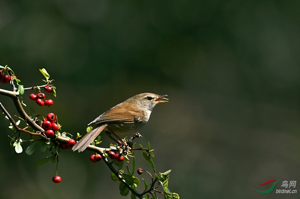 第一次拍到它红果鸟