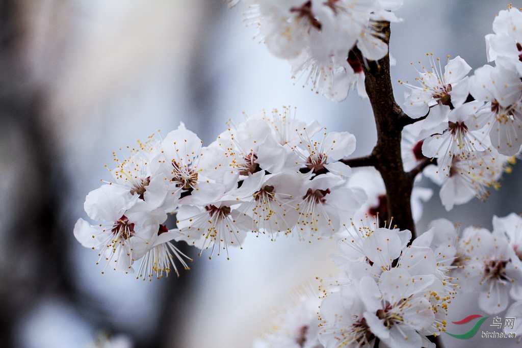 杏花欣赏