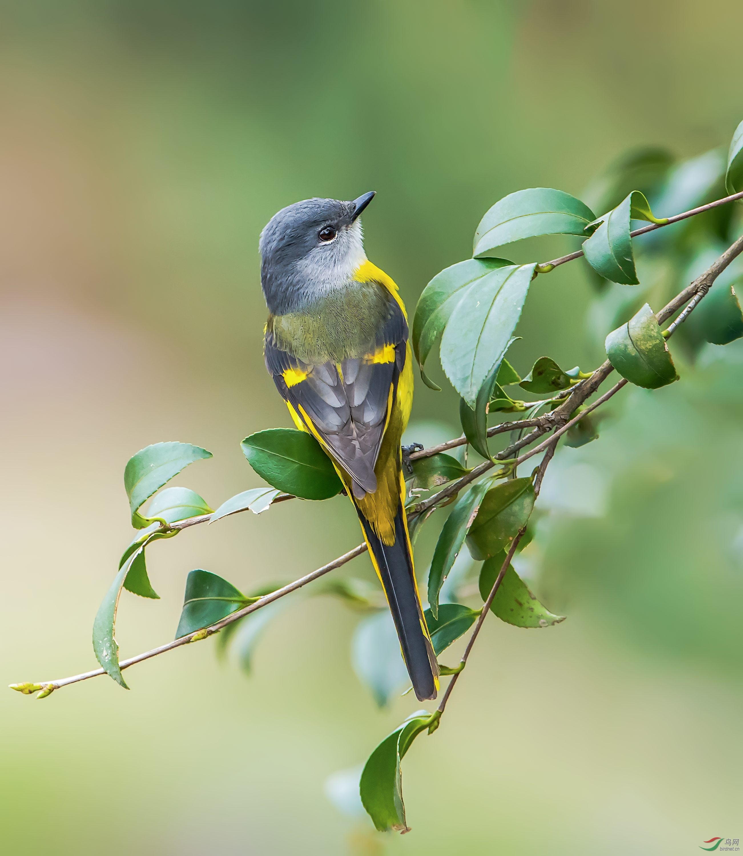 灰頭山椒鳥