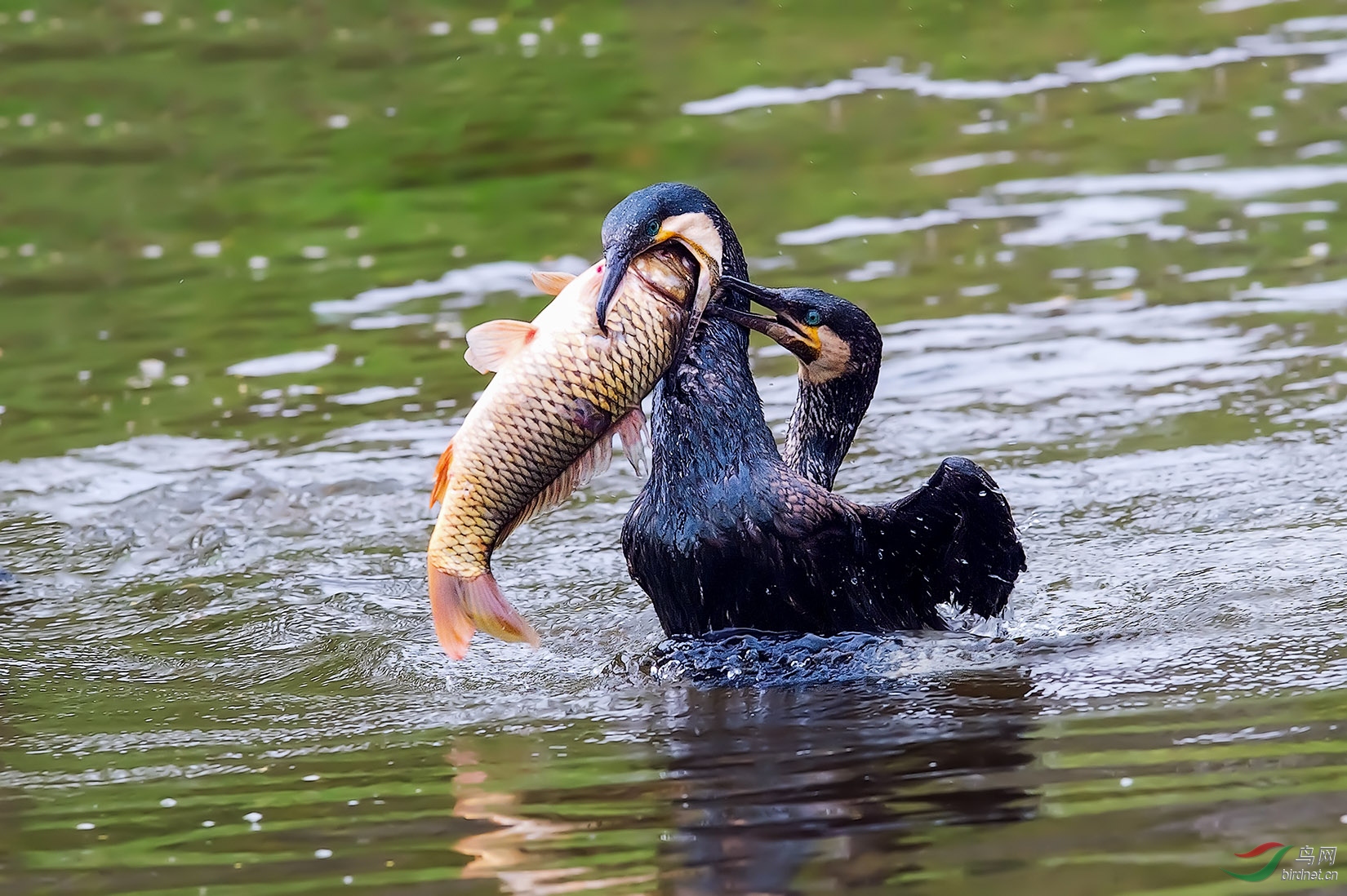 DSC_4611-a.jpg